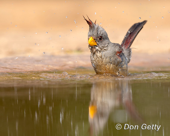 Pyrrhuloxia