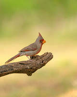 Pyrrhuloxia