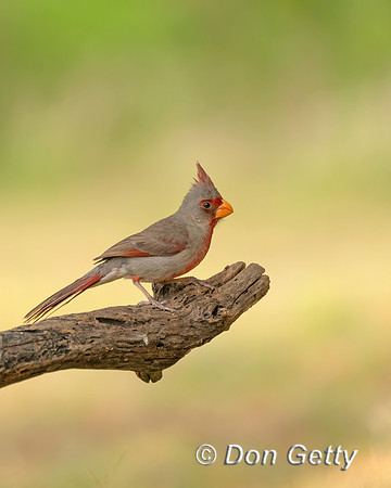Pyrrhuloxia