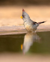 Pyrrhuloxia