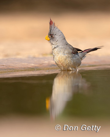 Pyrrhuloxia