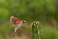 Pyrrhuloxia