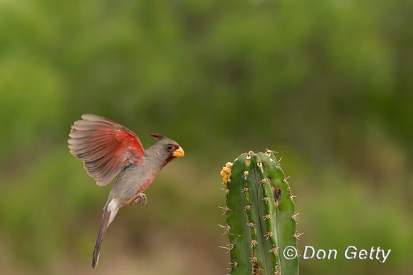 Pyrrhuloxia