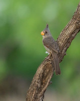 Pyrrhuloxia