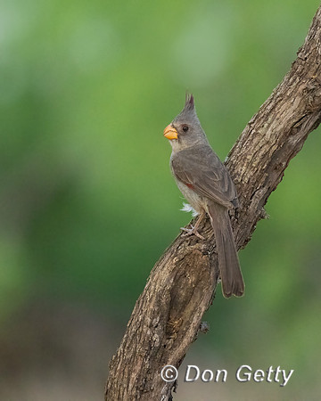 Pyrrhuloxia