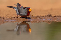 Pyrrhuloxia