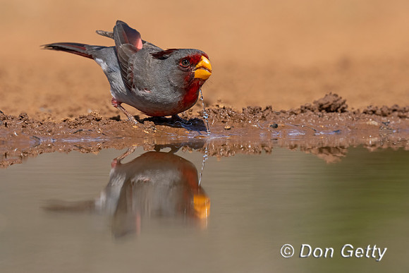 Pyrrhuloxia