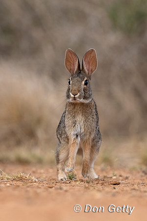 Eastern Cottontail Rabbit