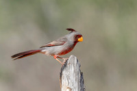 Pyrrhuloxia
