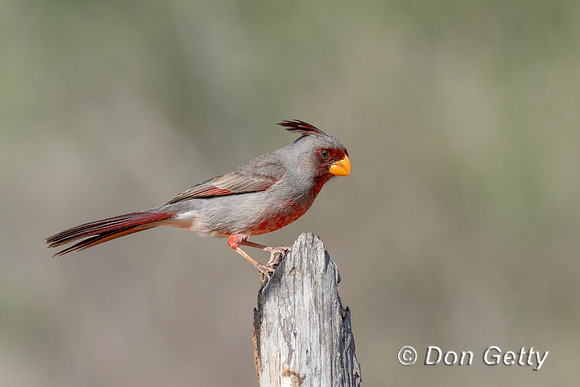 Pyrrhuloxia