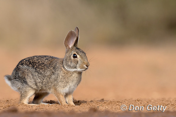 Eastern Cottontail Rabbit