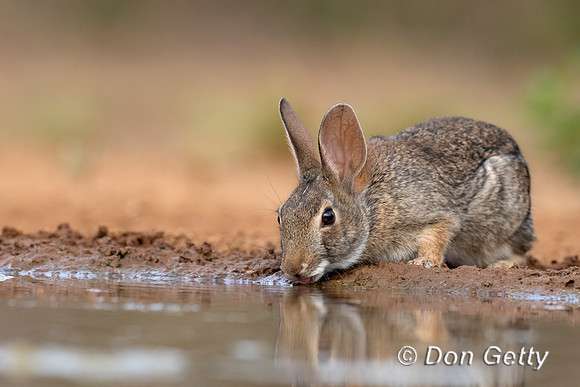 Eastern Cottontail Rabbit