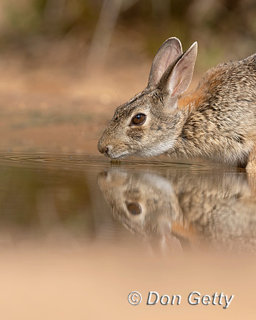 Eastern Cottontail Rabbit