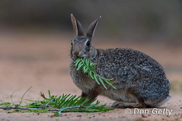 Eastern Cottontail Rabbit