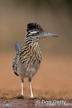 Greater Roadrunner