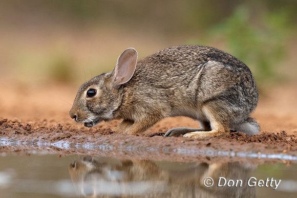 Eastern Cottontail Rabbit