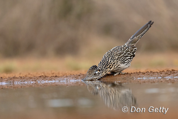 Greater Roadrunner