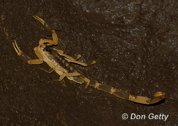 Striped Bark Scorpion