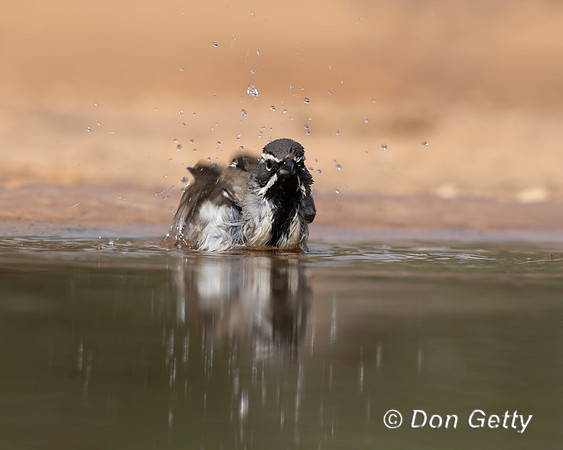Black-throated Sparrow