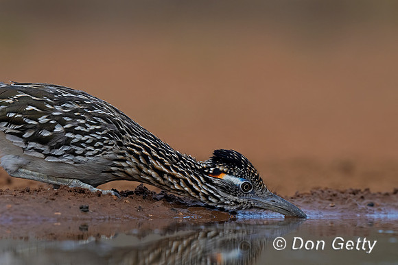 Greater Roadrunner