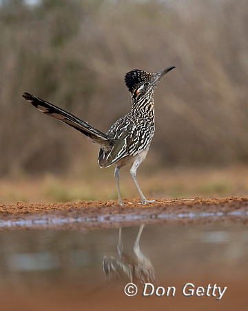 Greater Roadrunner