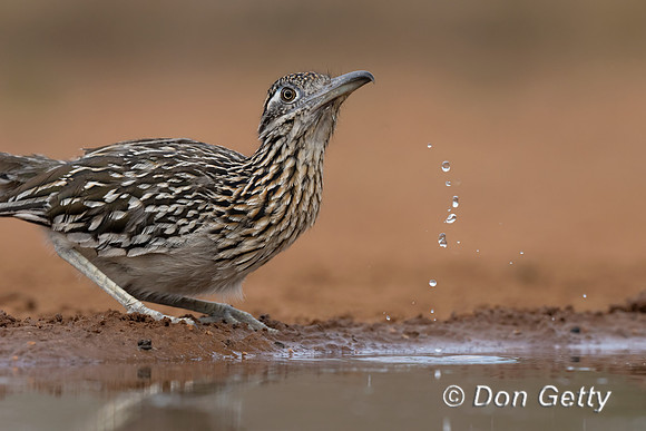 Greater Roadrunner