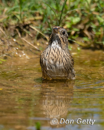 Lincoln's Sparrow