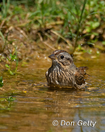 Lincoln's Sparrow