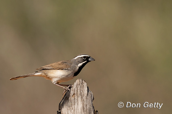 Black-throated Sparrow