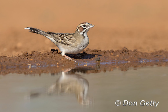 Lark Sparrow