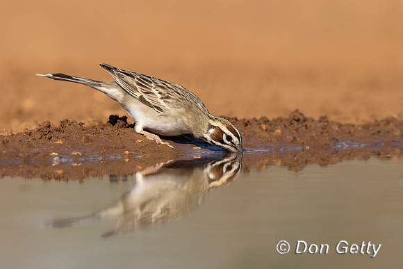 Lark Sparrow