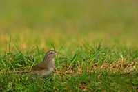 Olive Sparrow