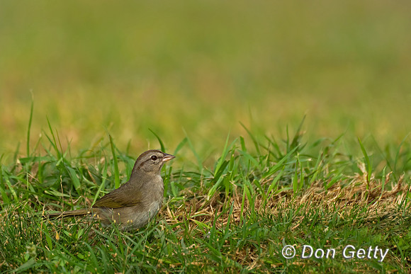 Olive Sparrow