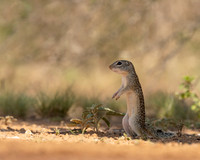 Mexican ground Squirrel