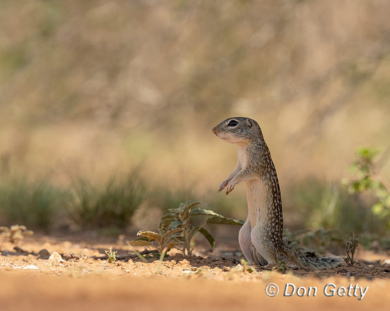 Mexican ground Squirrel