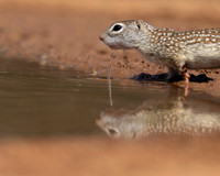 Mexican ground Squirrel