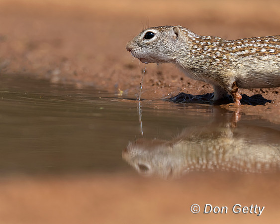 Mexican ground Squirrel