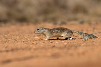 Mexican ground Squirrel