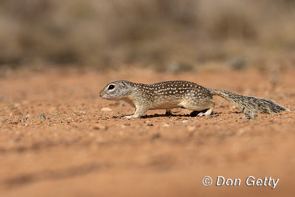 Mexican ground Squirrel