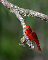 Summer Tanager