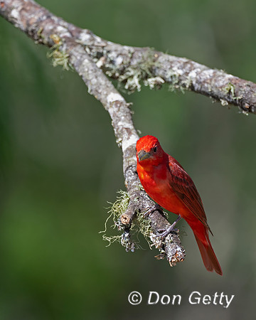 Summer Tanager