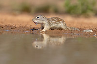 Mexican ground Squirrel
