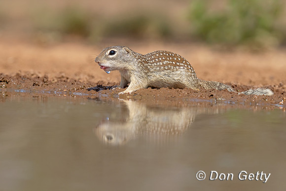 Mexican ground Squirrel