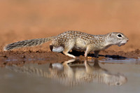 Mexican ground Squirrel