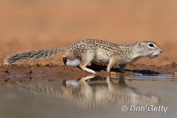 Mexican ground Squirrel
