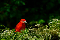 Summer Tanager