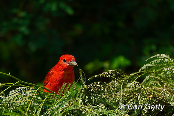 Summer Tanager