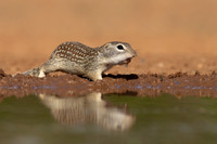 Mexican ground Squirrel