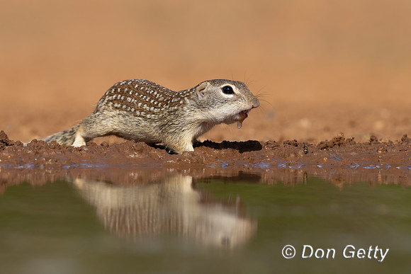 Mexican ground Squirrel