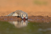 Mexican ground Squirrel